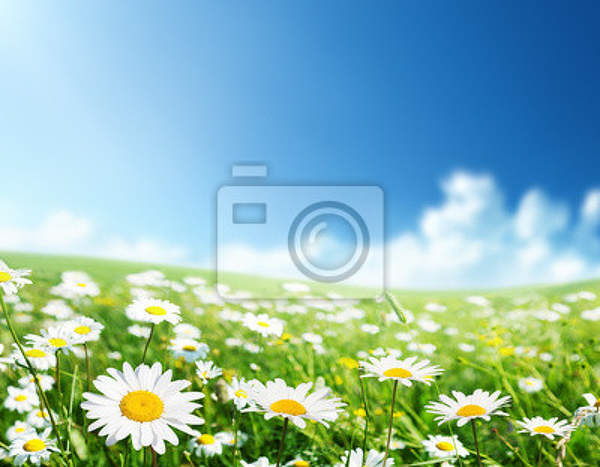 Фотообои с полем цветов - Ромашки артикул 10001202