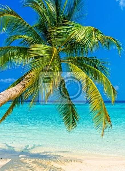 Фотообои на стену с пальмой на пляже артикул 10001229