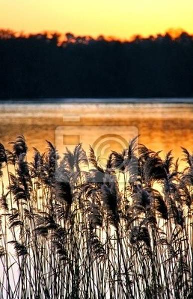 Фотообои на стену - Озеро с камышами на закате артикул 10000679