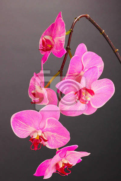 Фотообои с цветущими орхидеями на темном фоне артикул 10000854