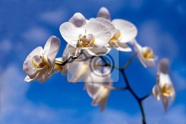 Фотообои с белыми орхидеями на синем небе артикул 10000767
