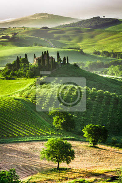 Фотообои с оливами и виногрдниками (пейзаж) артикул 10001906