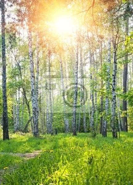 Фотообои на стену с лесным пейзажем - Березовая роща артикул 10001656