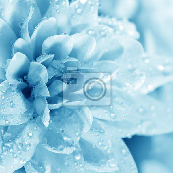Фотообои с синим цветком и каплями росы артикул 10002073