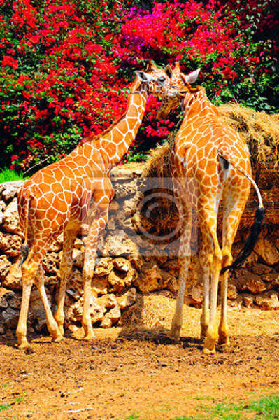 Фотообои на стену с жирафами артикул 10001932