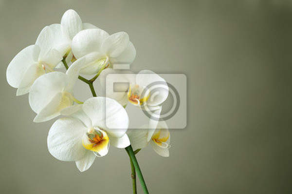 Фотообои на стену с белыми орхидеями артикул 10001589