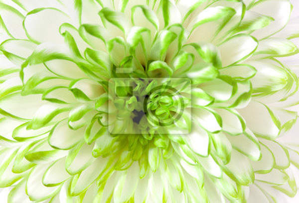 Фотообои с бело-зеленым цветком артикул 10002072