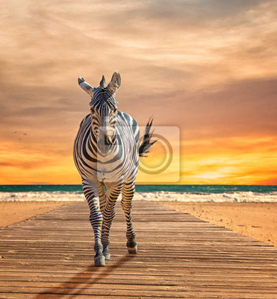 Фотообои с зеброй на фоне заката (морской пейзаж) артикул 10002012