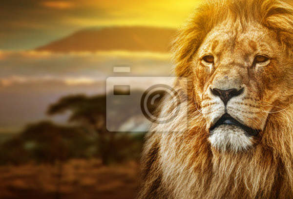 Фотообои со львом в саванне артикул 10001592