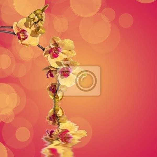 Фотообои с желтыми орхидеями артикул 10001586