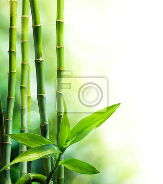 Фотообои с молодым бамбуком на белом фоне артикул 10002061