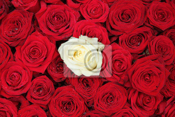 Фотообои - Белая роза на фоне красных роз артикул 10001496