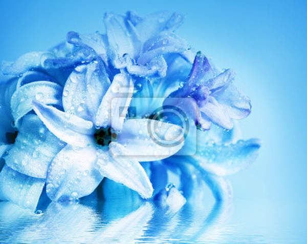 Фотообои с синими цветами гиацинта артикул 10002070