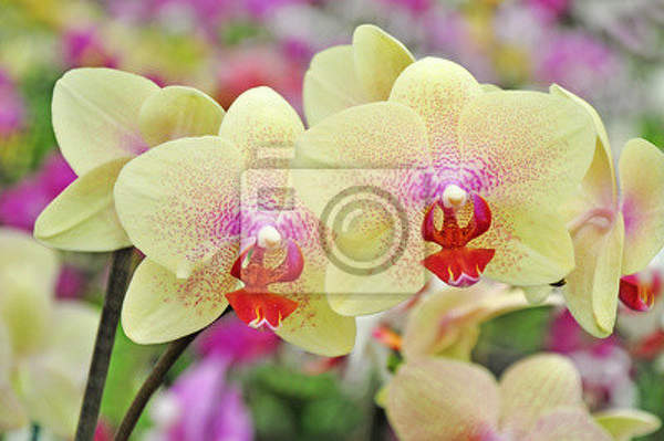 Фотообои с желтыми орхидеями артикул 10001400