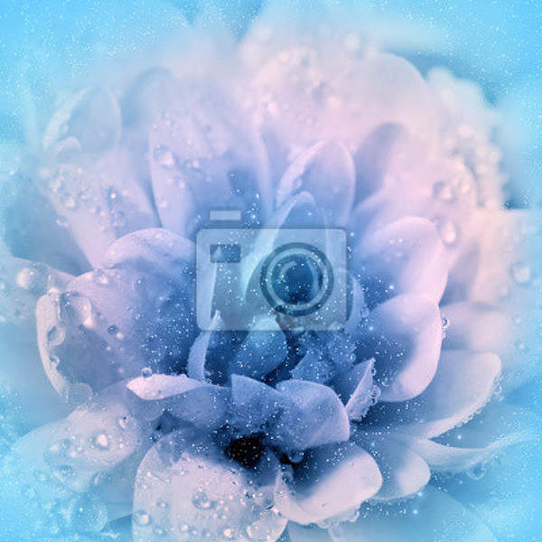 Фотообои с цветущей хризантемой артикул 10002074