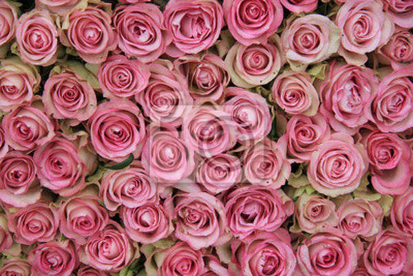 Фотообои на стену с розовыми розами артикул 10001494