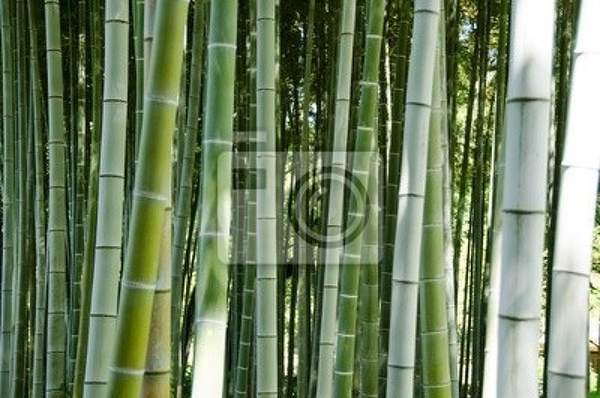 Фотообои с зеленым бамбуком артикул 10001764