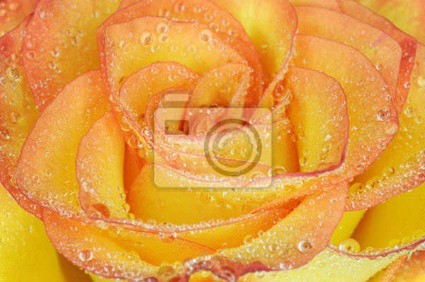Фотообои с желтой розой с каплями (крупный план) артикул 10001488
