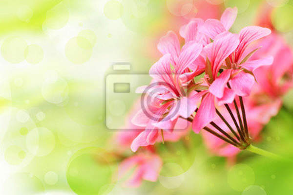 Фотообои - Розовый цветок на красивом фоне артикул 10002108