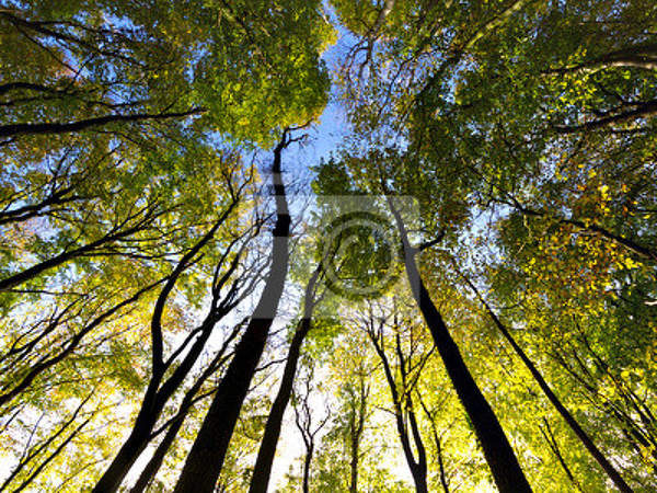 Фотообои "Таинственный лес" артикул 10002219