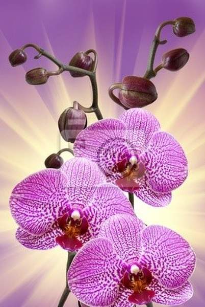 Фотообои на стену с фиолетовыми орхидеями артикул 10001404