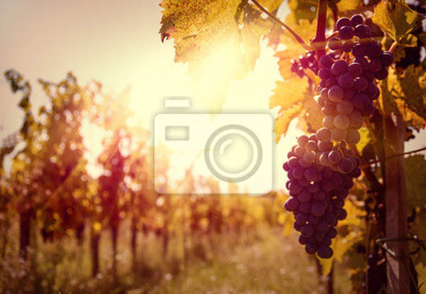 Фотообои с виноградником на закате артикул 10001973