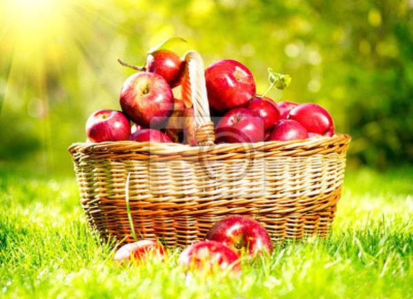 Фотообои для кухни с натюрмортом - Корзина с яблоками в саду артикул 10001749