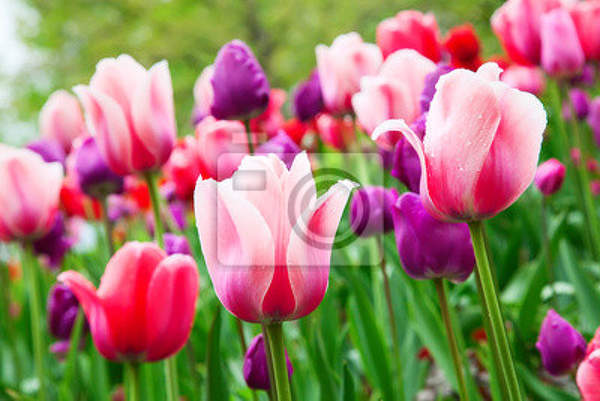 Фотообои с тюльпанами - макро фото артикул 10002048