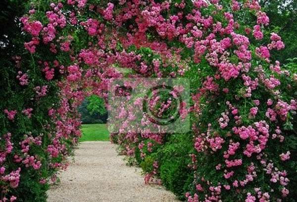 Фотообои - Пергола с цветущими розами артикул 10001499