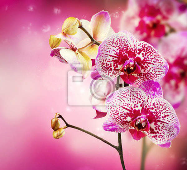 Фотообои на стену с орхидеями артикул 10001422