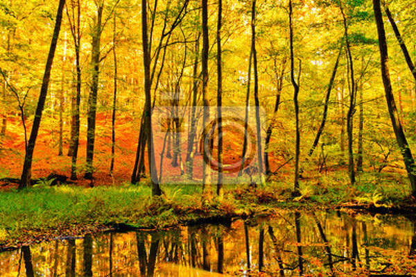 Фотообои "Осенний лес" артикул 10002223