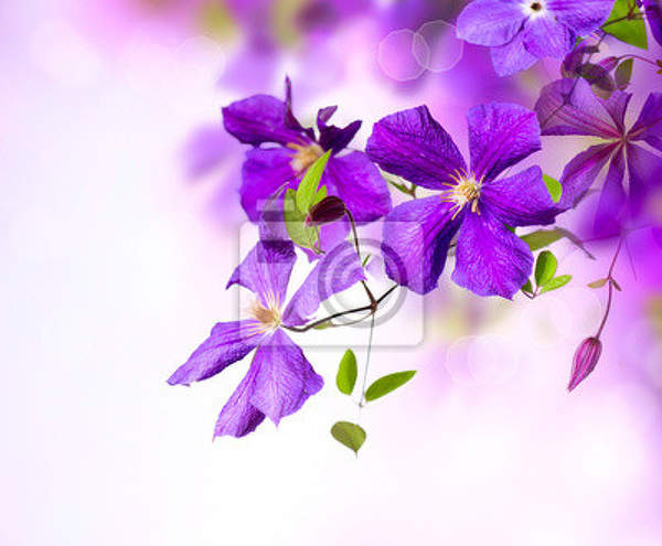 Фотообои с веточкой фиолетовых цветов артикул 10002112