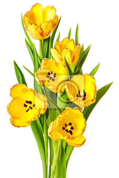 Вертикальные фотообои - Желтые тюльпаны артикул 10007731