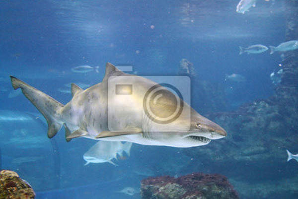 Фотообои на стену с акулой артикул 10001521