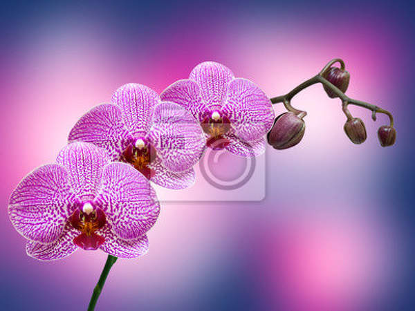 Фотообои на стену - Фон с орхидеями крупным планом артикул 10001587