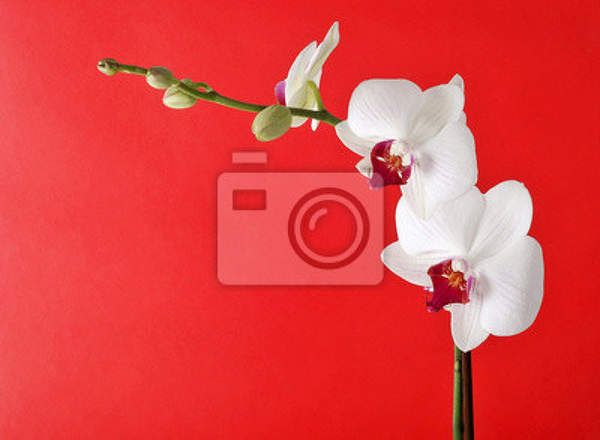 Фотообои с орхидеей на красном фоне артикул 10001403