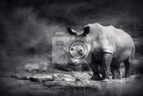 Фотообои с носорогом артикул 10002251