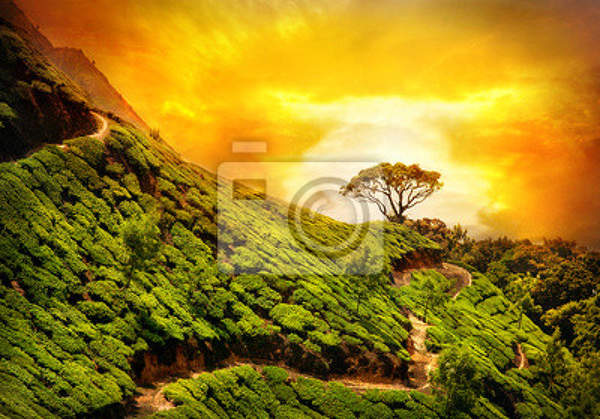 Фотообои - Чайные плантации на закате солнца - пейзаж артикул 10001423