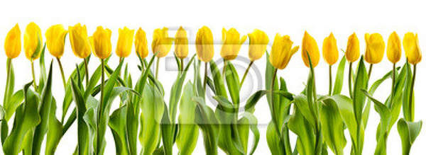 Фотообои с желтыми тюльпанами артикул 10007764