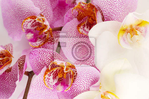 Фотообои на стену - Орхидеи макро артикул 10001585