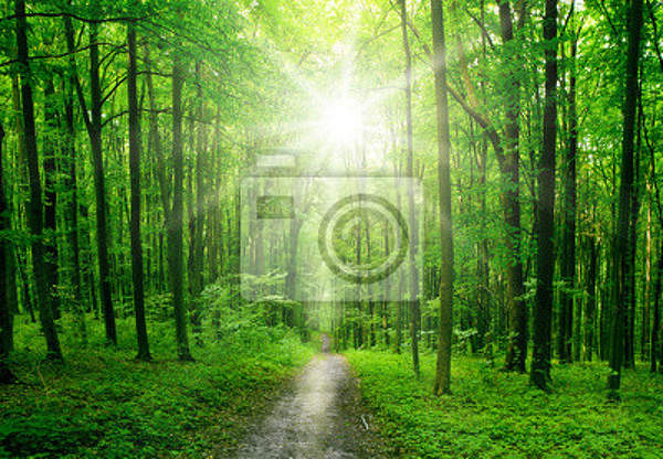Фотообои с зеленым лесом артикул 10001424