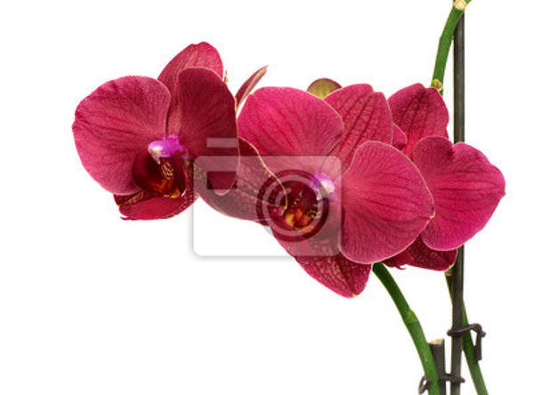 Фотообои с розовой орхидеей на белом фоне артикул 10001582