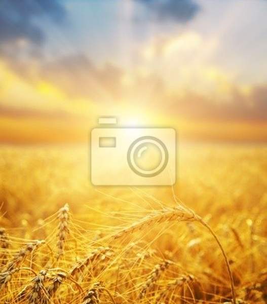 Фотообои с пейзажем пшеничного поля в солнечных лучах артикул 10001807