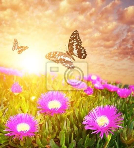 Фотообои с бабочками над полем красочных цветов артикул 10001430