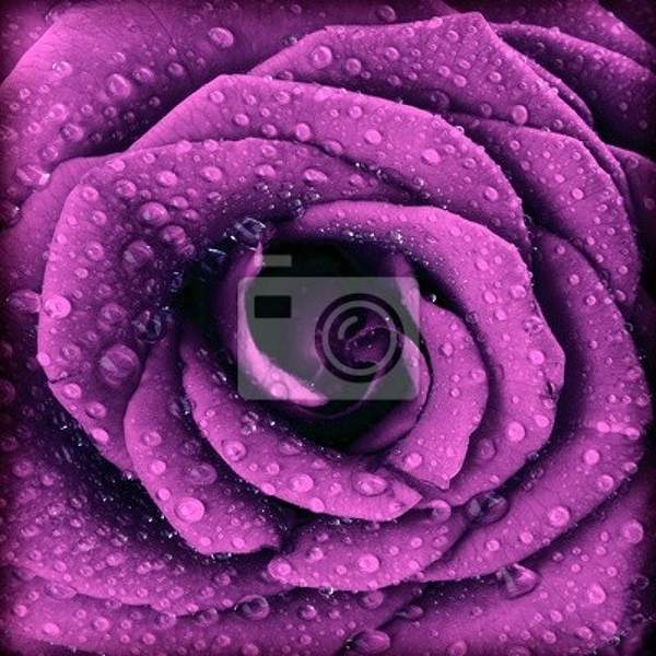 Фотообои с темно-фиолетовой розой артикул 10001489