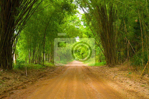 Фотообои - вид сквозь бамбуковый лес артикул 10001766