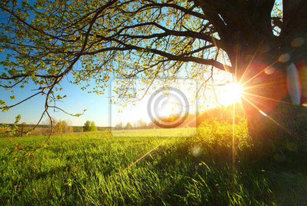 Фотообои с деревом в лучах солнца артикул 10002221