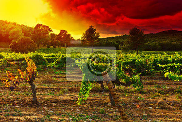 Фотообои на стену с виноградниками (поле, пейзаж) артикул 10001910