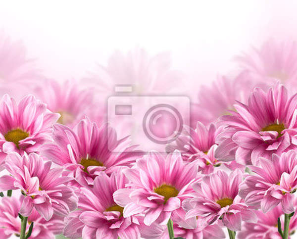 Фотообои с розовыми хризантемами артикул 10002090