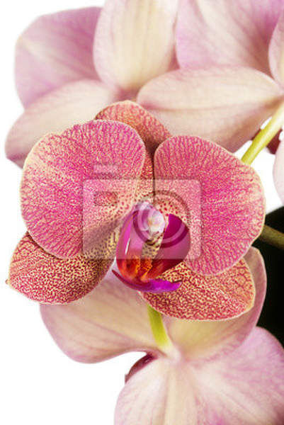 Фотообои с розовой орхидеей артикул 10002491